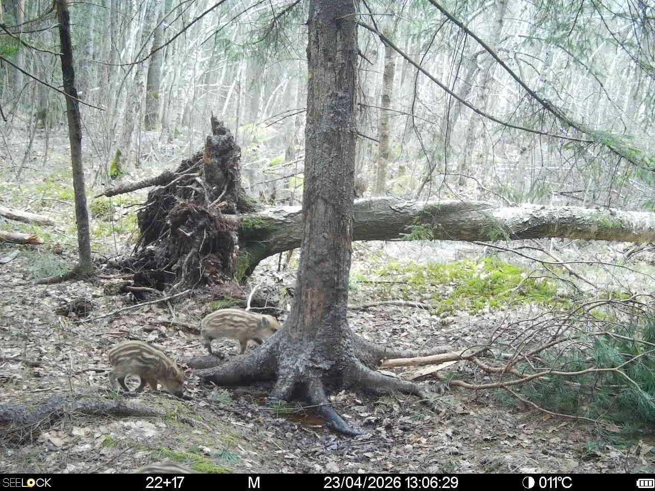 Сезон кабанят стартовал в Окском заповеднике