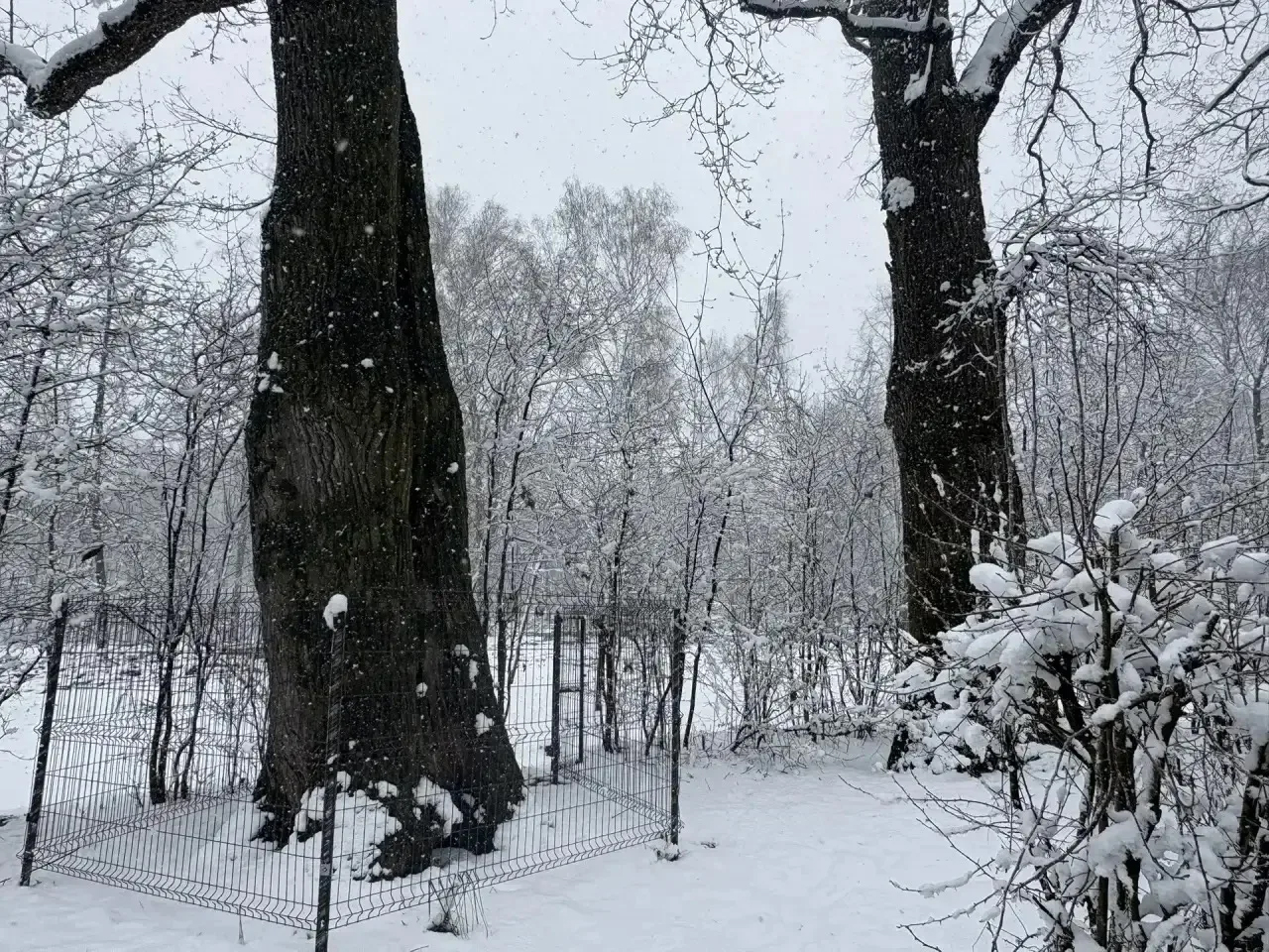 В рязанском ЦПКиО проведут работы по сохранению трёх возрастных дубов